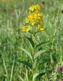 Lysimachia davurica