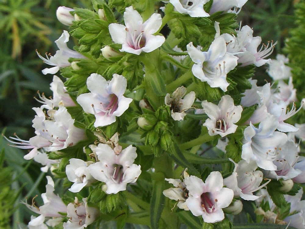 Изображение особи Echium decaisnei.