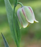 Fritillaria