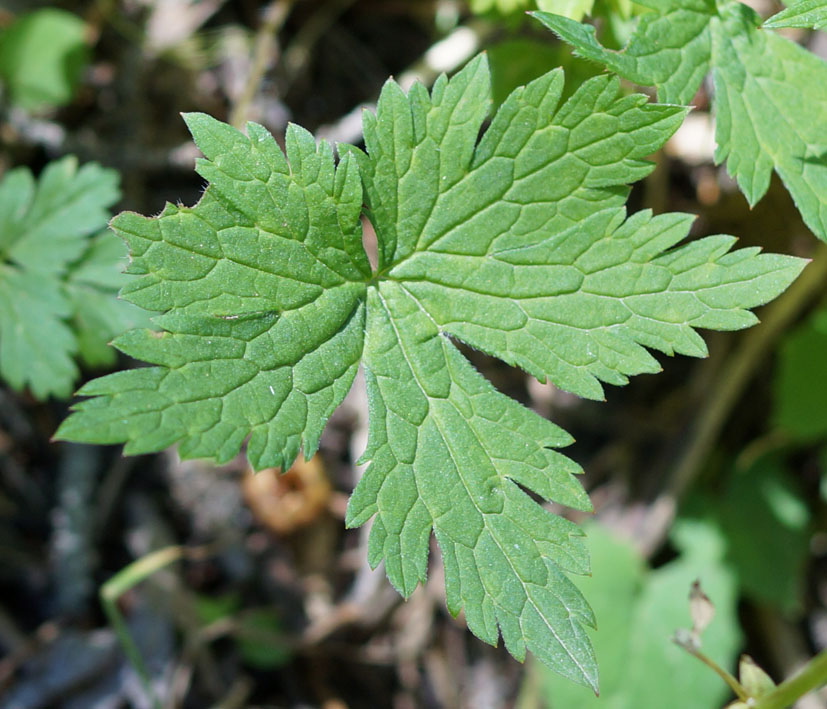 Изображение особи Geranium rectum.