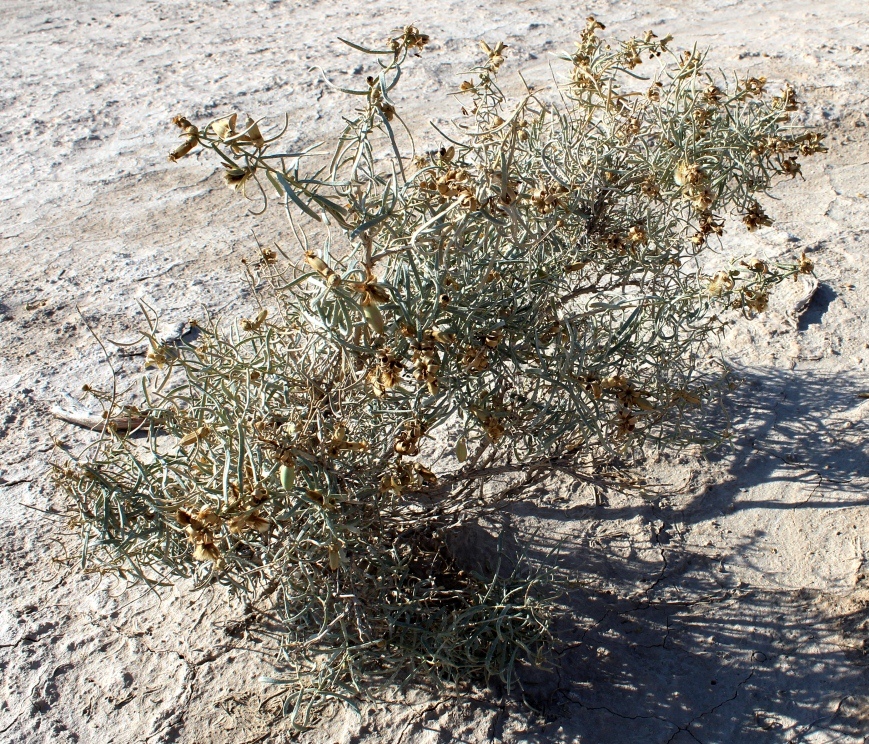 Image of Reaumuria oxiana specimen.