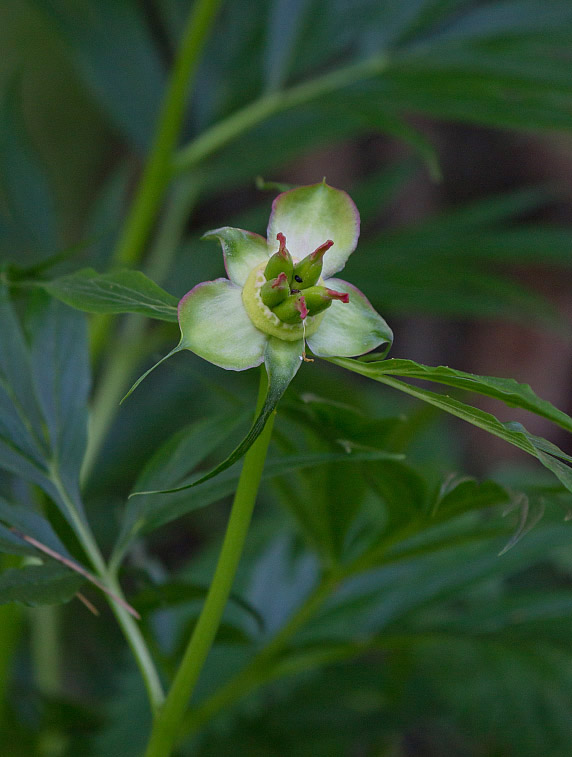 Image of Paeonia anomala specimen.