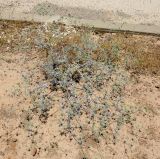 Eryngium creticum. Цветущее растение на обочине дороги. Израиль, Голанские высоты, долина Габаха. 16.06.2015.
