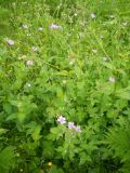 Geranium gracile