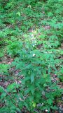 Adenophora liliifolia
