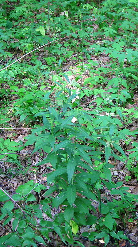 Изображение особи Adenophora liliifolia.