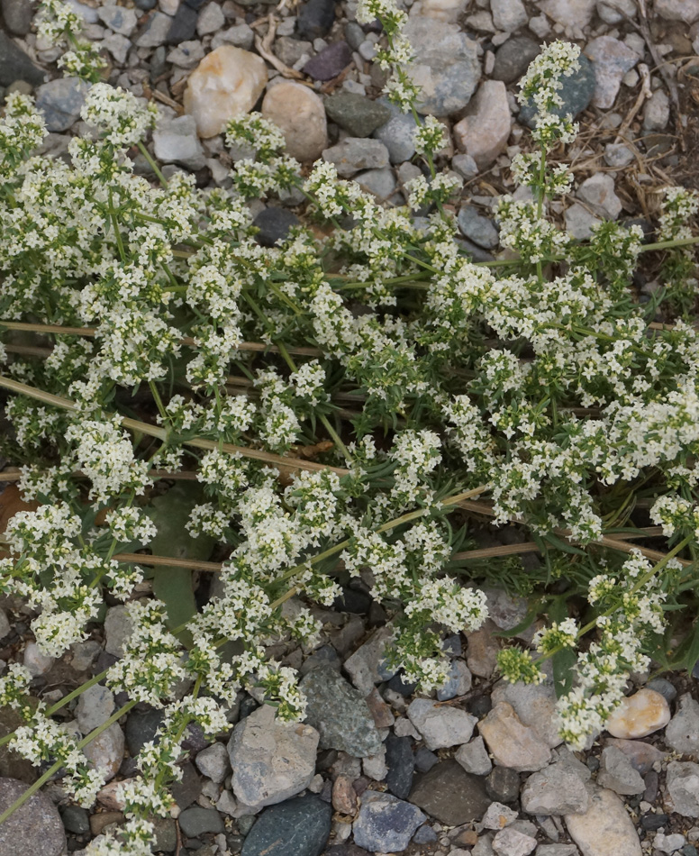 Изображение особи Galium humifusum.