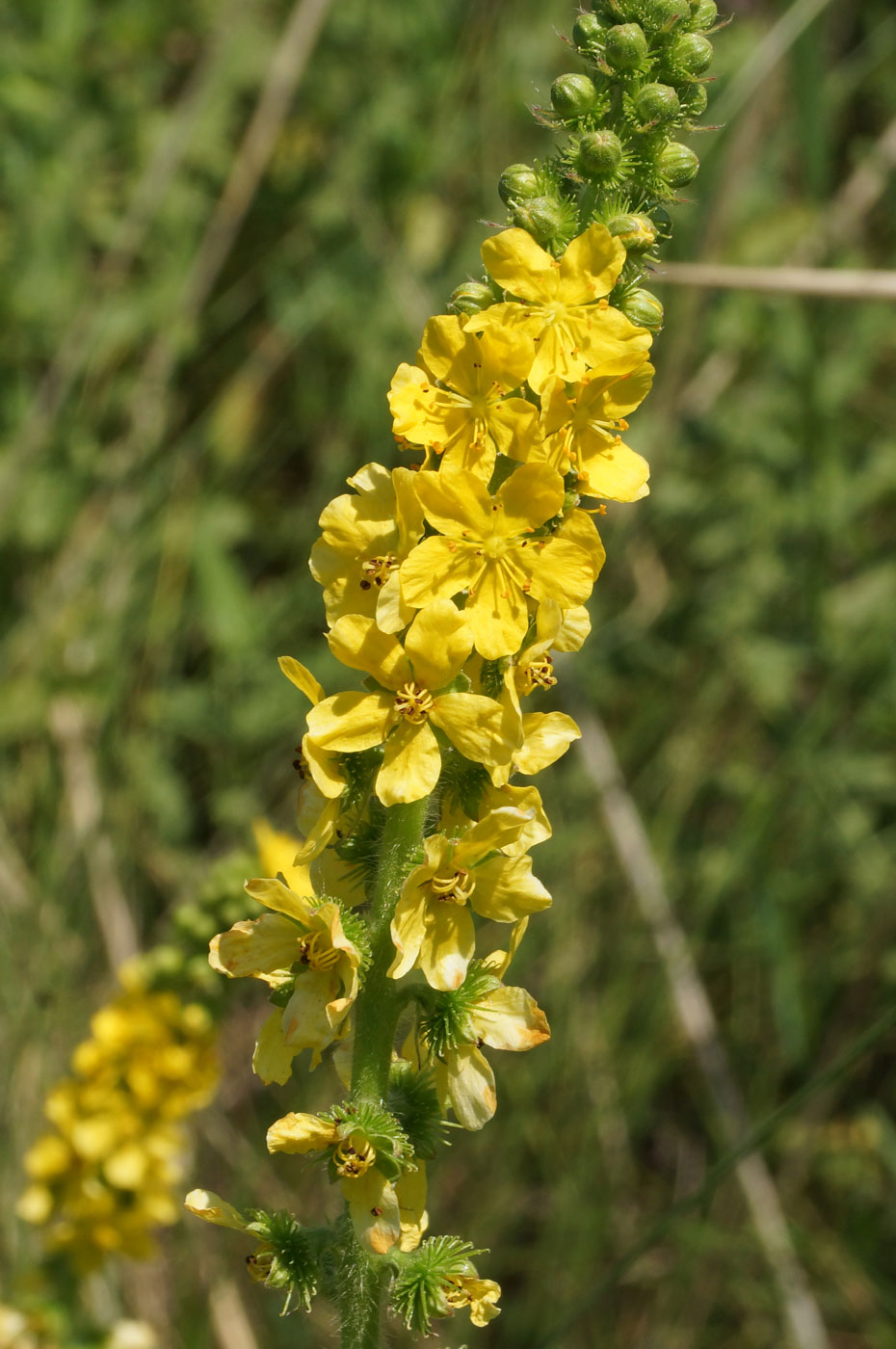 Image of Agrimonia asiatica specimen.