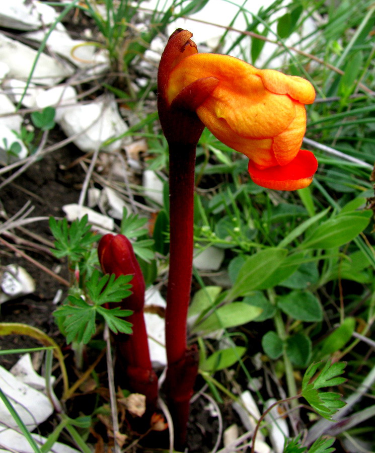 Image of Phelypaea coccinea specimen.