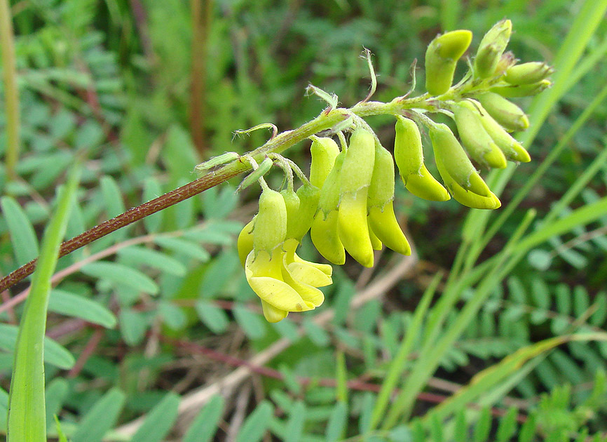 Image of Astragalus membranaceus specimen.