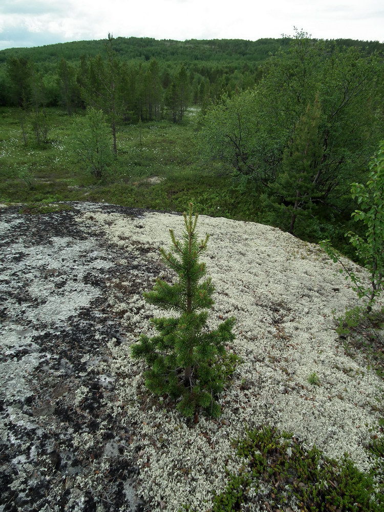 Изображение особи Pinus friesiana.