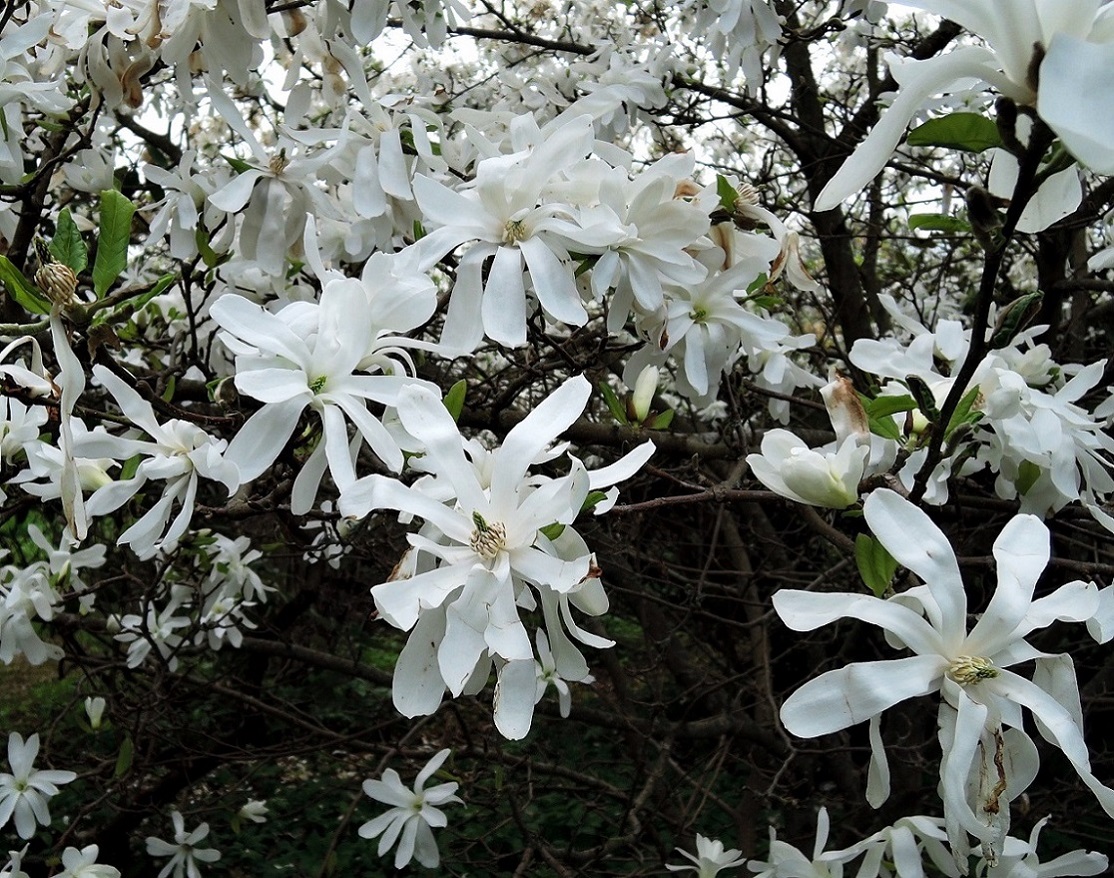 Image of Magnolia stellata specimen.