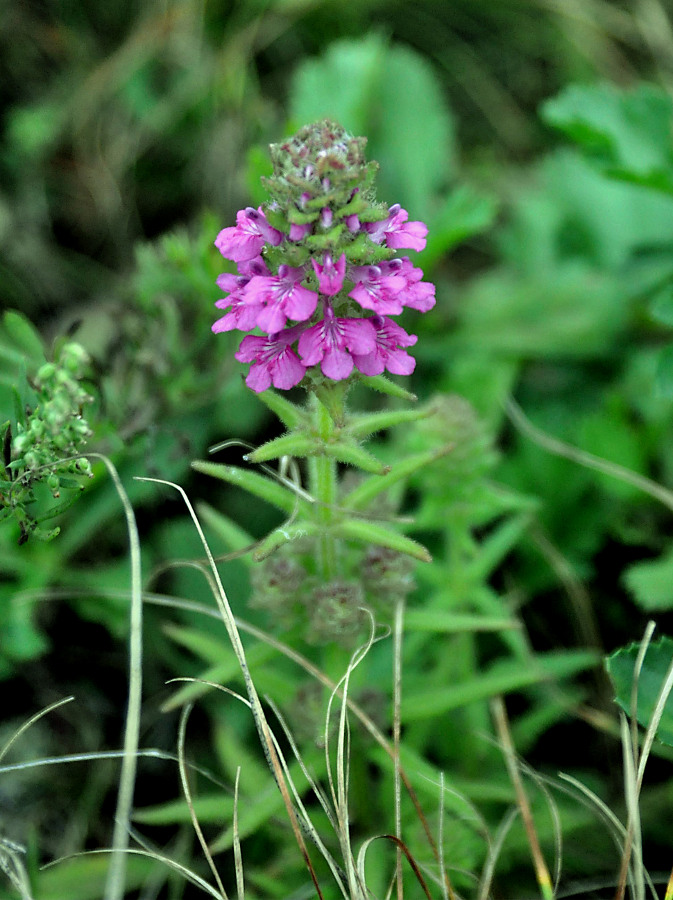 Изображение особи Pedicularis spicata.