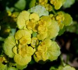 Chrysosplenium alternifolium. Верхушка цветущего растения. Украина, Киев, заказник \"Лесники\", болотистая западина в грабовом лесу. 8 апреля 2007 г.