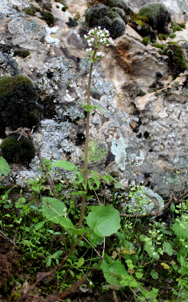 Image of Valeriana ficariifolia specimen.