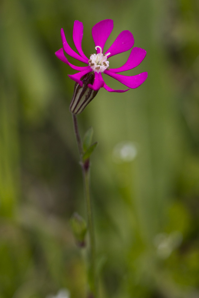 Image of Silene colorata specimen.