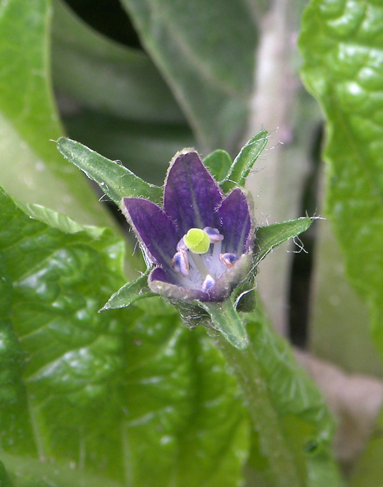 Изображение особи Mandragora turcomanica.