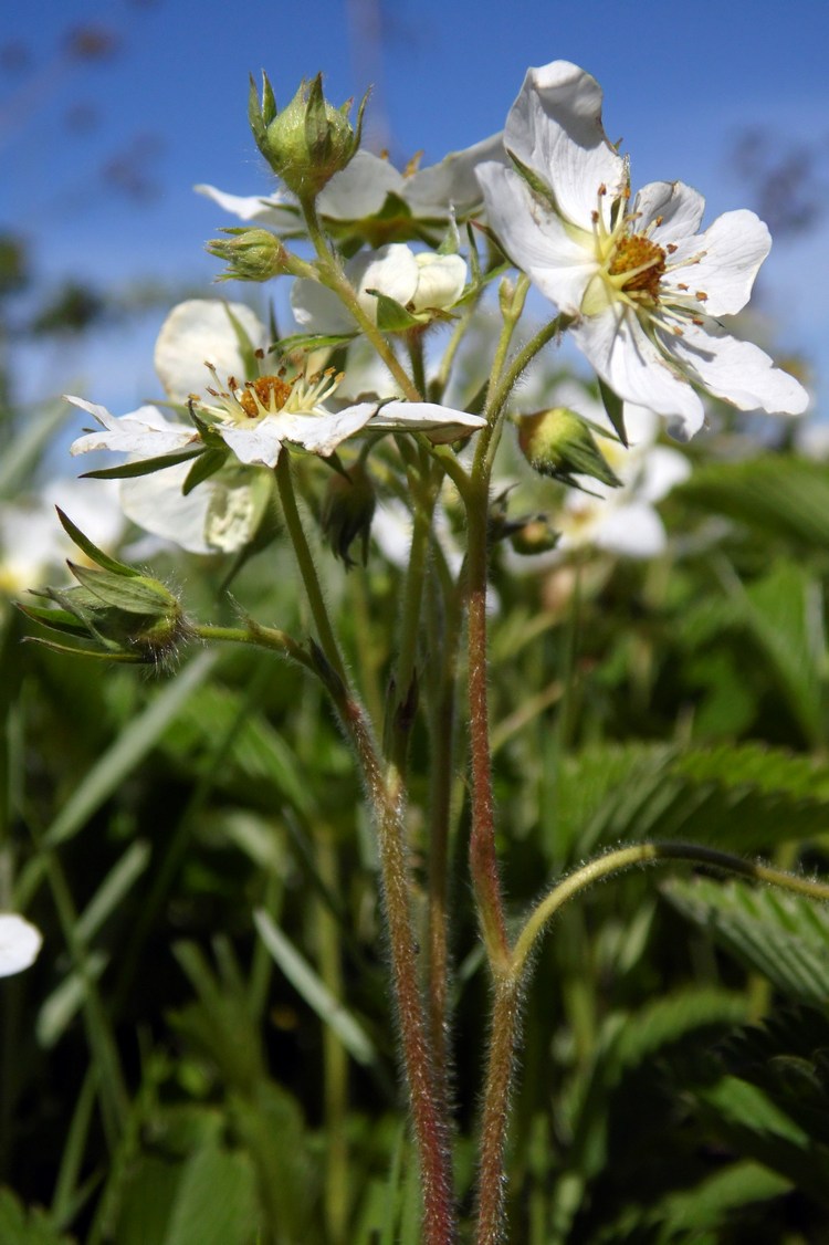 Изображение особи Fragaria campestris.