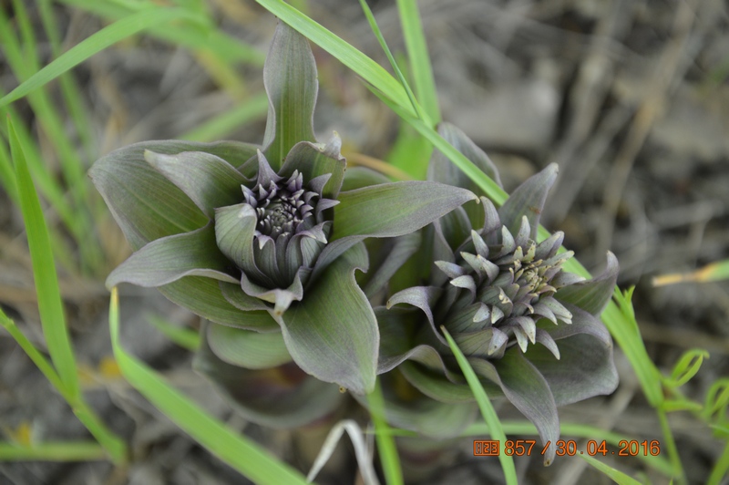 Image of Epipactis condensata specimen.