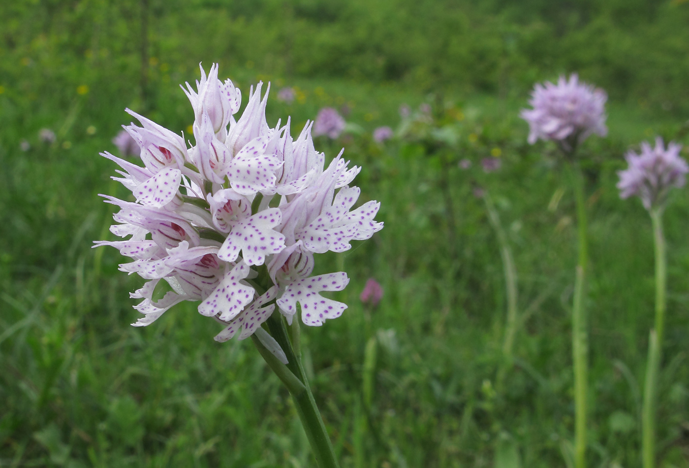 Изображение особи Neotinea tridentata.