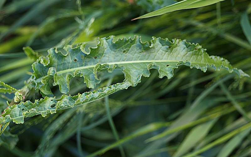Image of Rumex crispus specimen.