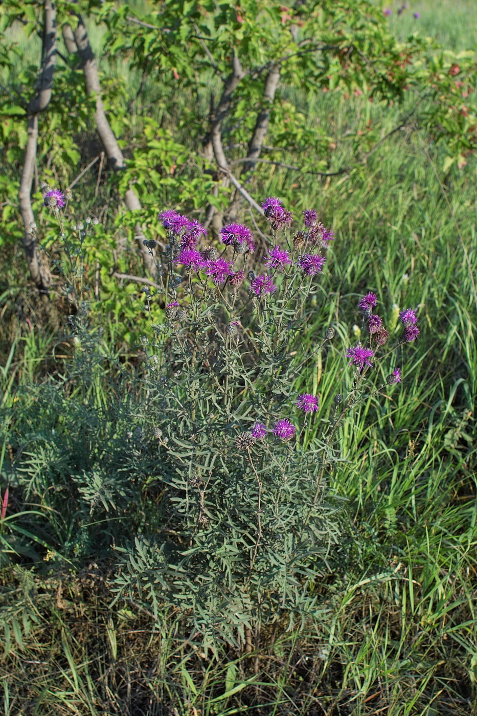 Image of Centaurea scabiosa specimen.