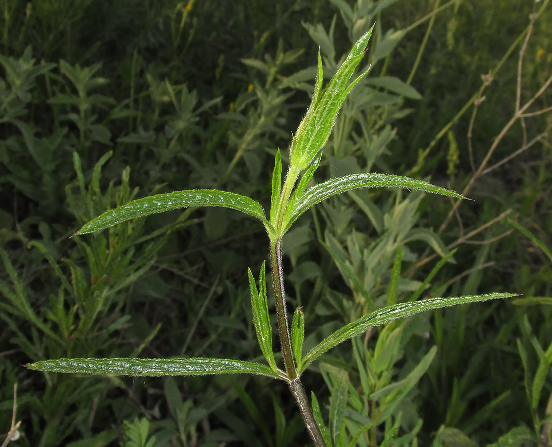 Image of Stachys atherocalyx specimen.