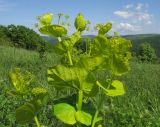 Smyrnium perfoliatum. Верхушка отцветающего и плодоносящего растения. Краснодарский край, м/о г. Геленджик, хр. Маркотх, гора Иорданова, выс. ≈ 650 м н.у.м., горный луг. 21.05.2016.