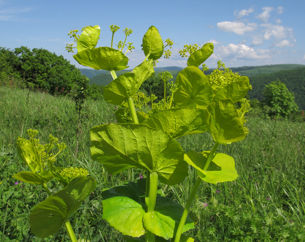 Изображение особи Smyrnium perfoliatum.