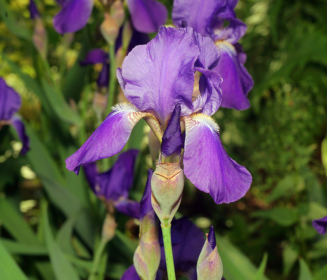 Image of Iris nyaradyana specimen.