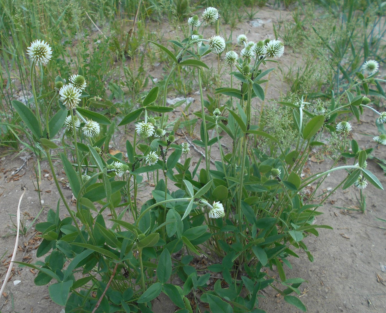 Image of Trifolium montanum specimen.