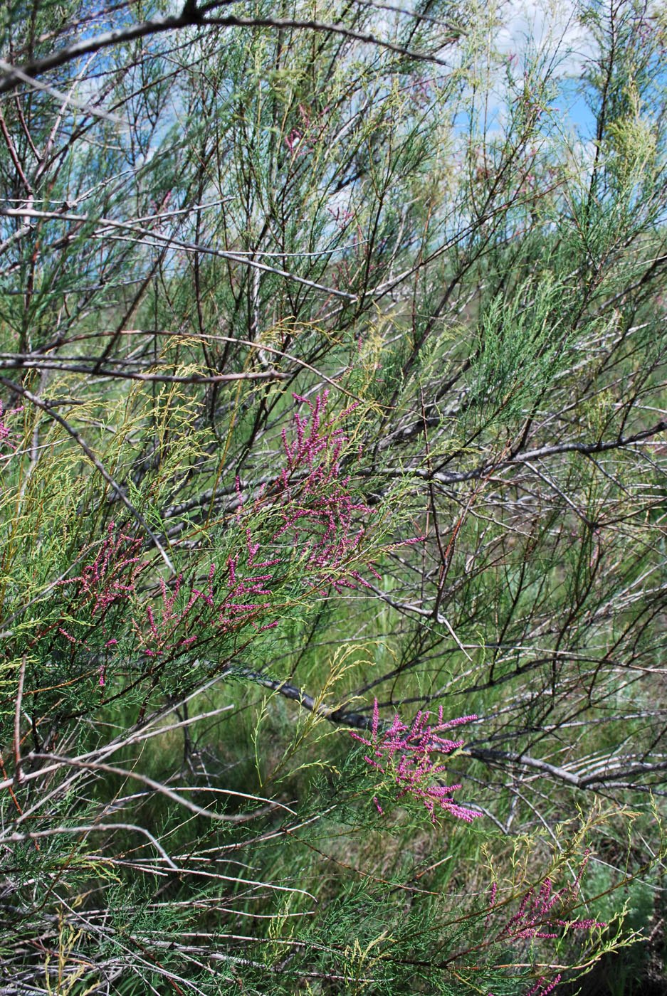 Image of Tamarix ramosissima specimen.