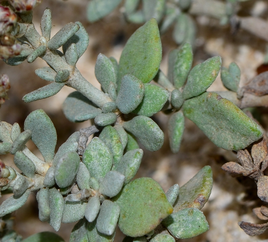 Image of Polycarpaea nivea specimen.