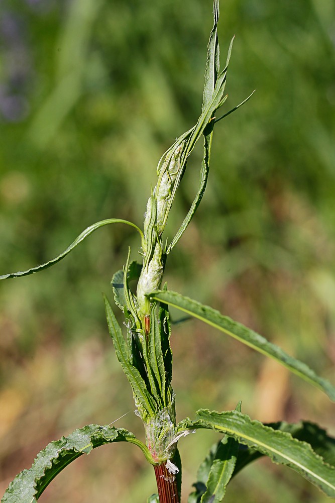 Image of Rumex crispus specimen.