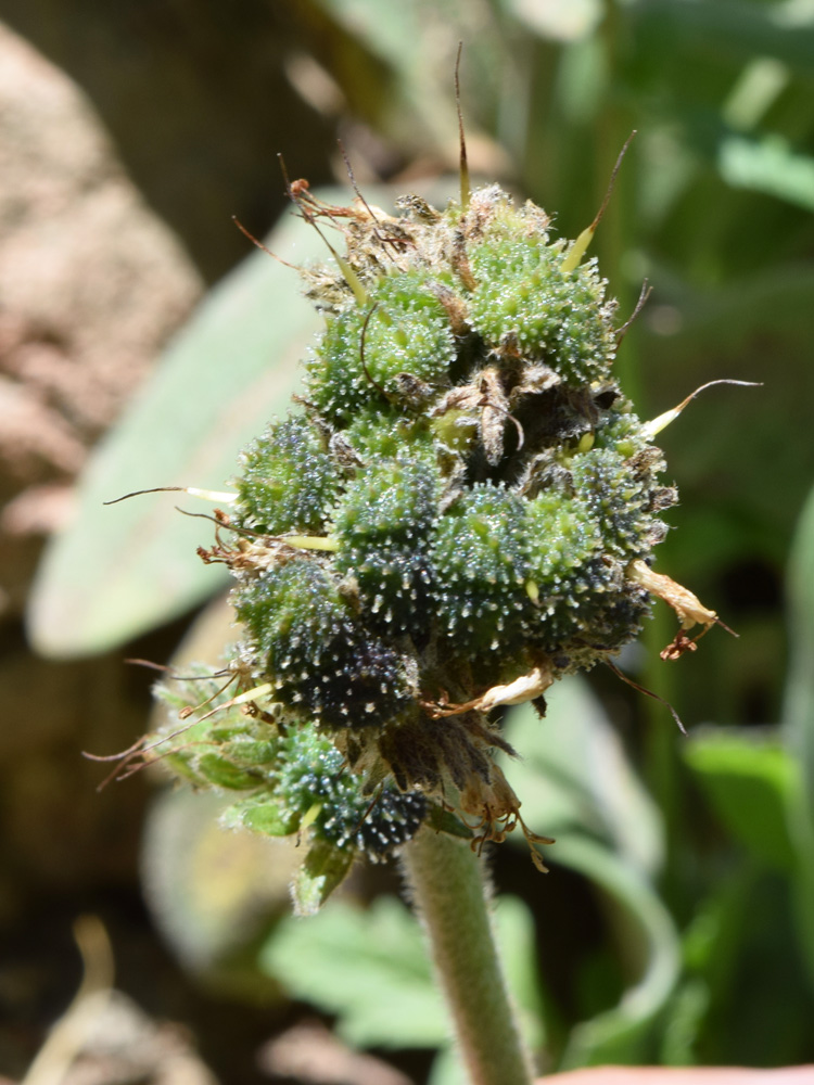 Image of Solenanthus karateginus specimen.