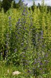 Echium vulgare. Цветущие растения. Южный Урал, Челябинская обл., левый берег р. Ай ниже дер. Сикияз-Тамак, луг. 10 июля 2016 г.