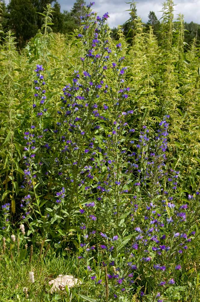 Изображение особи Echium vulgare.