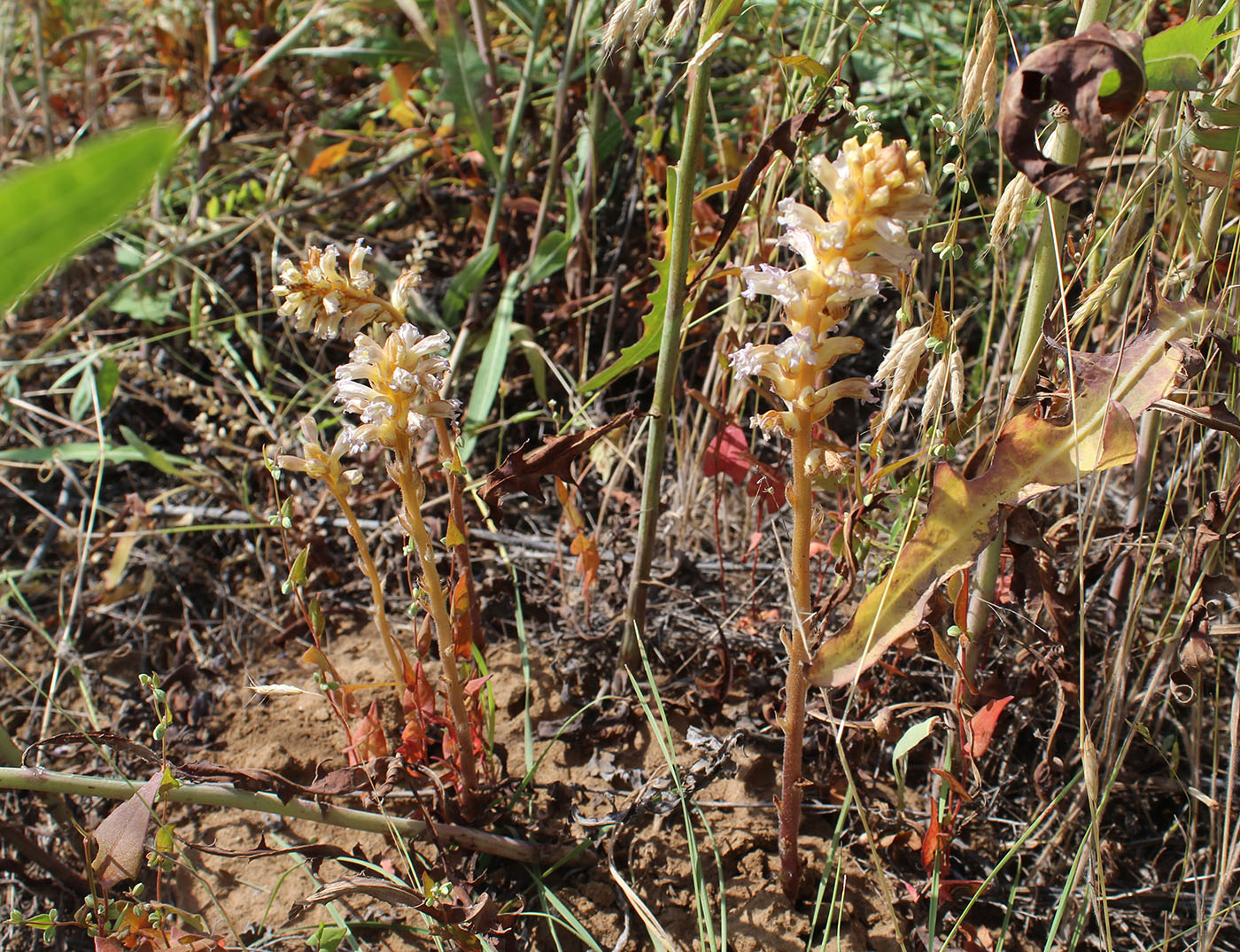 Image of Orobanche grenieri specimen.