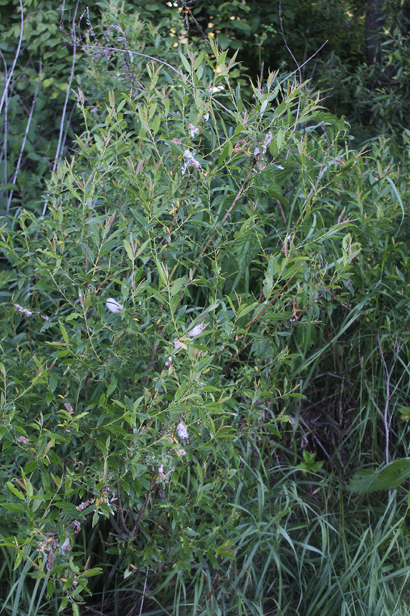 Image of Salix triandra specimen.