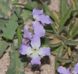 Matthiola variety bolleana