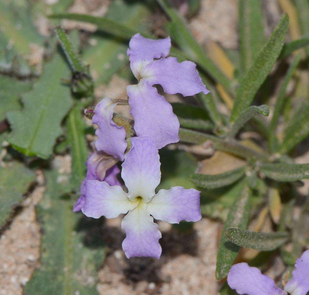 Image of Matthiola fruticulosa var. bolleana specimen.