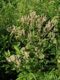 Aconogonon jurii