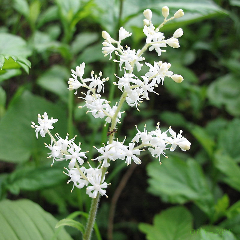 Image of Smilacina hirta specimen.