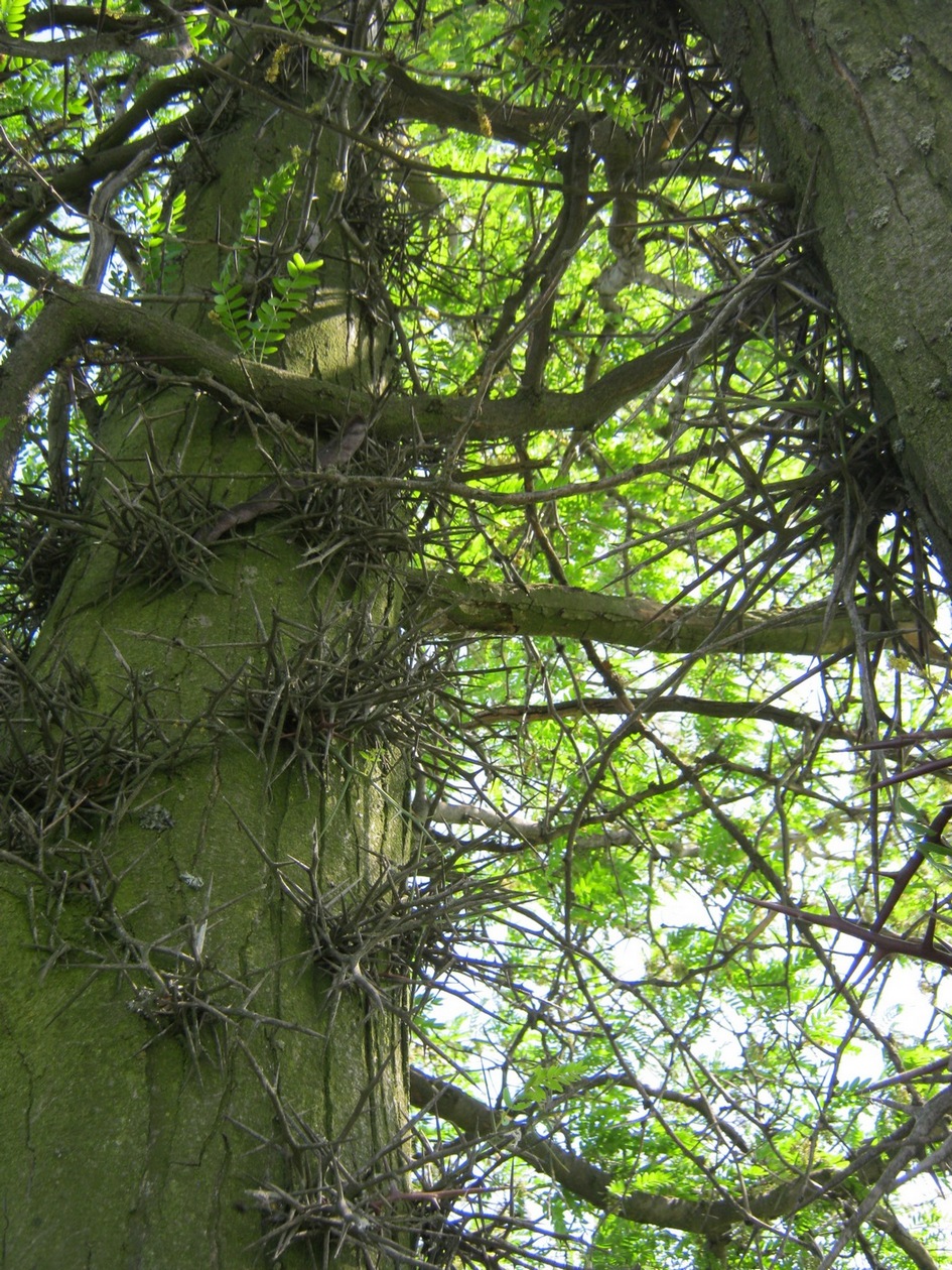 Изображение особи Gleditsia triacanthos.