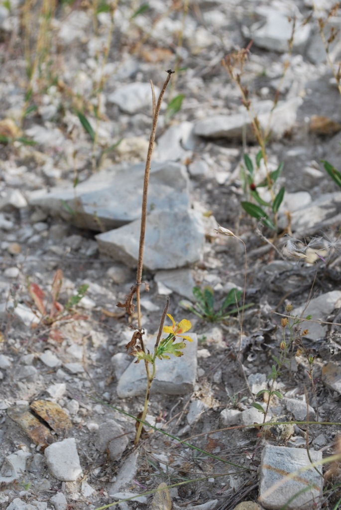 Изображение особи Glaucium corniculatum.
