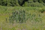 Typha latifolia