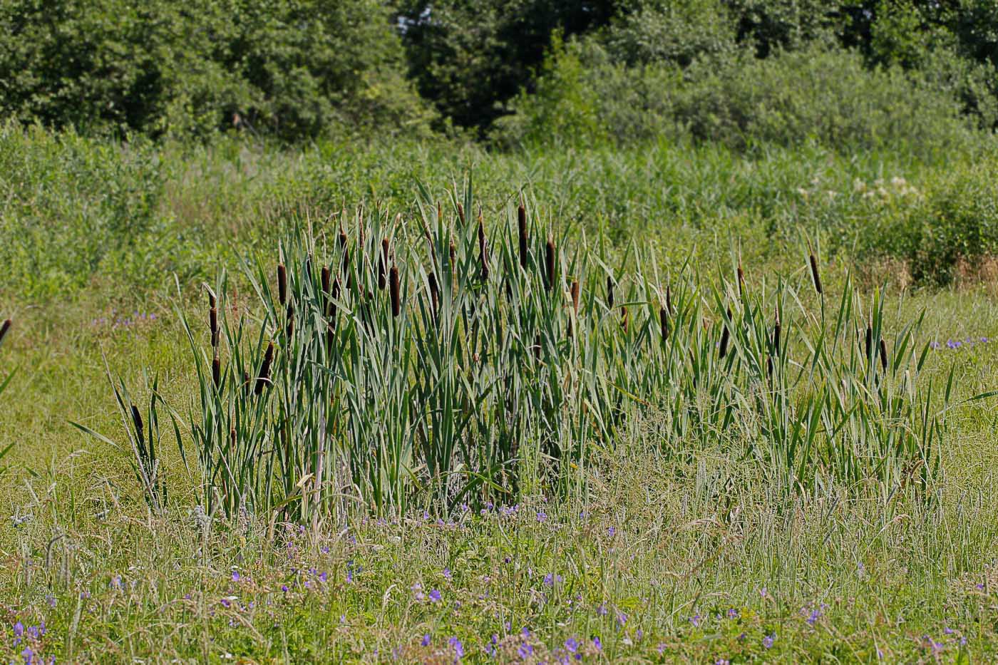 Изображение особи Typha latifolia.