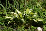 genus Hosta. Взрослое растение. Московская обл., Раменский р-н, окр. дер. Хрипань, садовый участок. 31.08.2016.