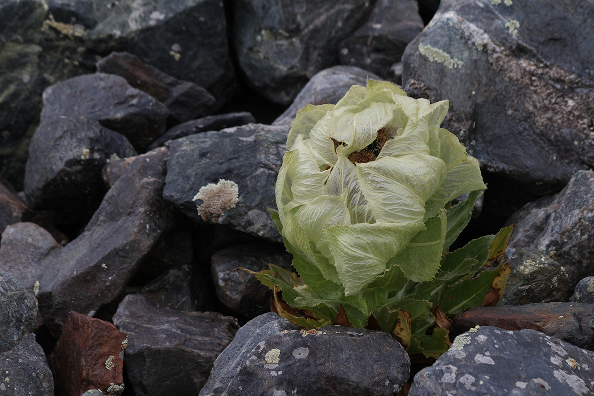 Изображение особи Saussurea involucrata.