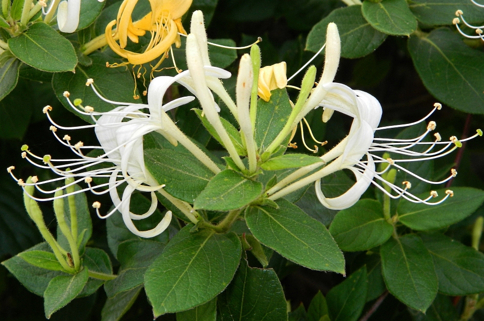 Изображение особи Lonicera japonica.